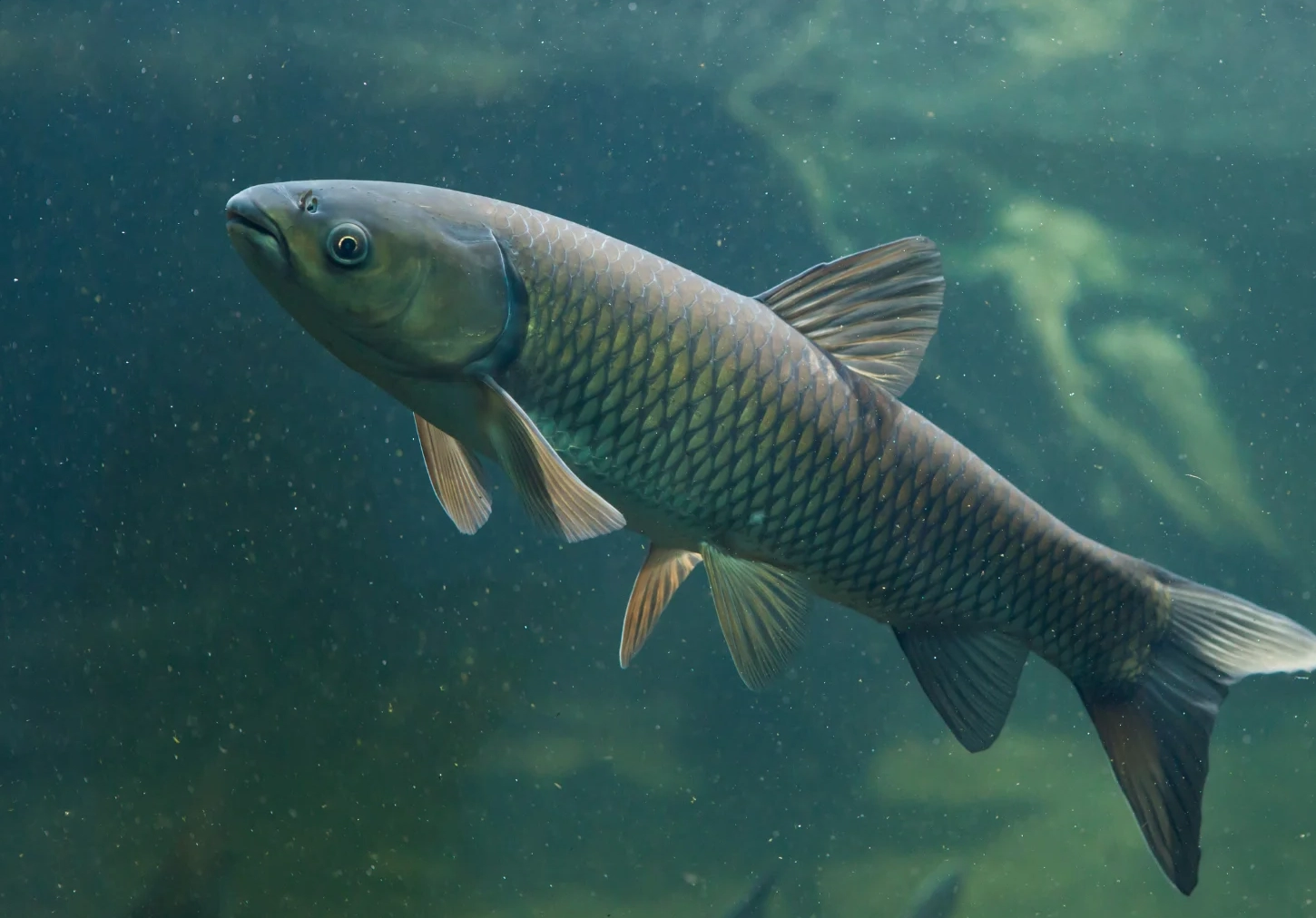 łowisko, staw wędkarski, łowisko wędkarskie, łowisko komercyjne, staw, łowisko Uniejów, łowisko Łódź, łowisko karpiowe konin